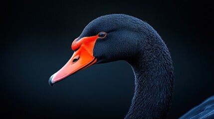 Obraz premium Black swan portrait, dark background, wildlife, nature, profile