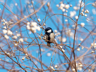 Cute bird Great tit, songbird sitting on a branch full of white seeds with blue sky background in the autumn or winter. Parus major.