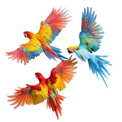 Fototapeta premium Three Macaws in Flight Colorful Birds Wings Feathers Tropical Wildlife Black Background,