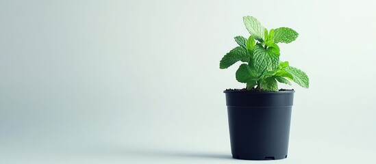 Vibrant mint plant in a black plastic pot positioned on the left side against a clean light grey backdrop creating a fresh minimalist aesthetic
