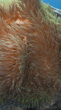 Pink Anemonefish gracefully weave in and out of a sea anemone on the Great Barrier Reef. Also known as Pink Skunk Clownfish.