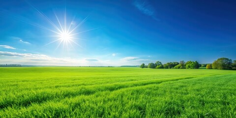 Obraz premium Green field and clear blue sky on a sunny day , nature, peaceful, serene, landscape, scenic, countryside, grass, meadow