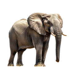 Obraz premium Majestic African Elephant on Black Background Wildlife Photography