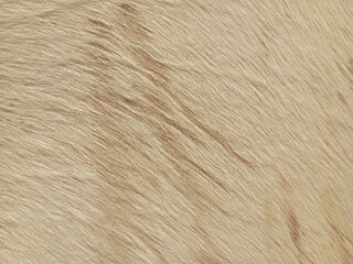 Cream-Colored Mammal Fur Texture