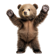 Fototapeta premium Adorable Brown Bear Cub Raising Paws Cute Wildlife Animal