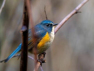 森の中の木陰で枝に留まって周りを見渡しているルリビタキの雄