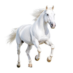 Obraz premium Majestic White Horse Galloping Forward in Full Motion