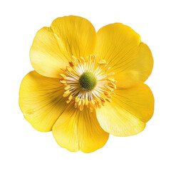 Bright Yellow Buttercup Flower on transparent background.
