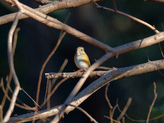 Beautiful bird Redstart bird, Daurian Redstart (Phoenicurus auroreus) standing on a branch.