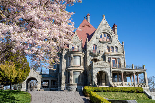 Craigdarroch Castle exterior with full bloom cherry blossom during springtime season. Victoria, BC, Canada.