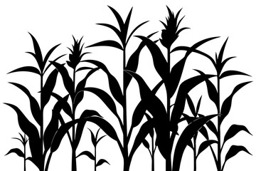 Detailed Corn Silhouette Vector. Tall Plants and Visible Husks
