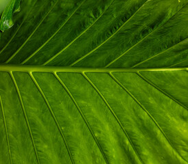 Vibrant close-up of green tropical leaf, plant veins and texture.