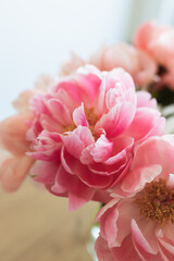 Still life light pink coral charm peony petals closeup