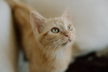 Orange tabby looking into light