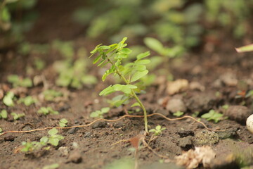 the tiny grass looks fresh