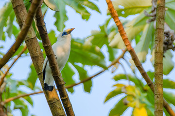 Bali myna perching on tree