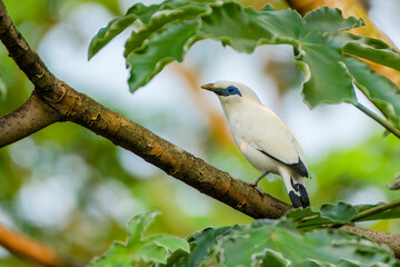 Bali myna perching on tree