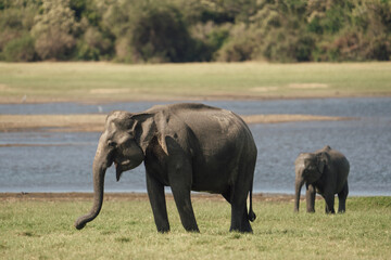 Fototapeta premium Serene Adult and young elephant grazing at watering hole in Sri Lanka