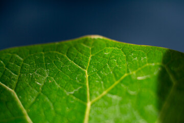 closeup of bright green leaf with deep blue background