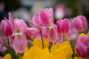 Pink and yellow tulips in London garden in spring