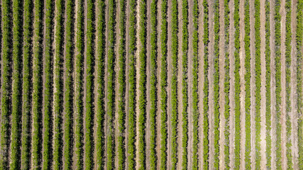 Overhead view of symmetrical rows of crops in Central California