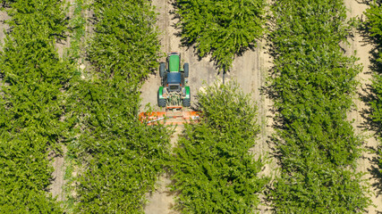 overhead view of tractor working in California almond tree orchard