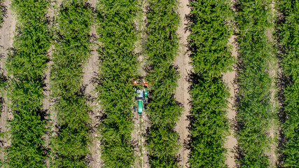 overhead view of tractor working in almond tree orchard rows