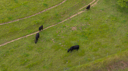 Overhead view of cattle grazing on lush green grasslands California