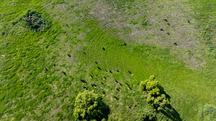 Overhead view of cattle grazing on lush green grasslands California