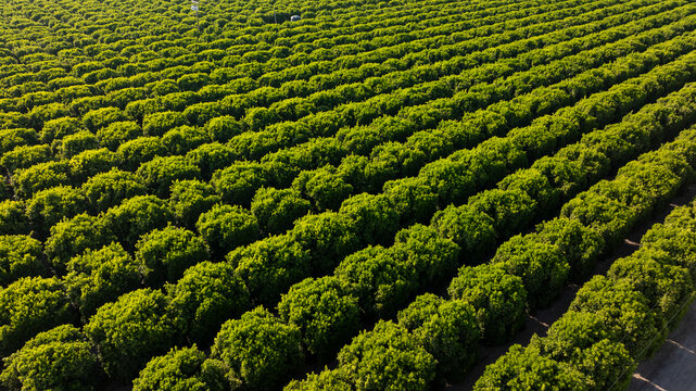 Aerial view of symmetrical rows of orange tree crops in California