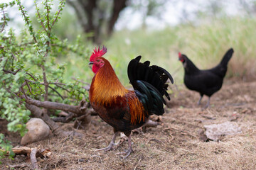 Rooster and black chicken stand in a rustic overgrown area
