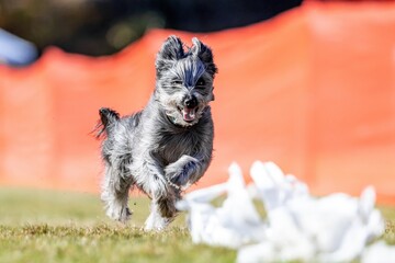 Pyrenean Sheepdog Shepherd Running Lure Course Sprint Dog Sport