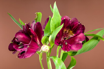 Dark Burgundy Alstroemeria on brown background