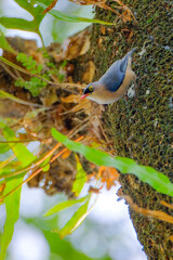 Velvet-fronted nuthatch on the tree