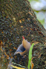 Velvet-fronted nuthatch on the tree