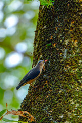 Velvet-fronted nuthatch on the tree