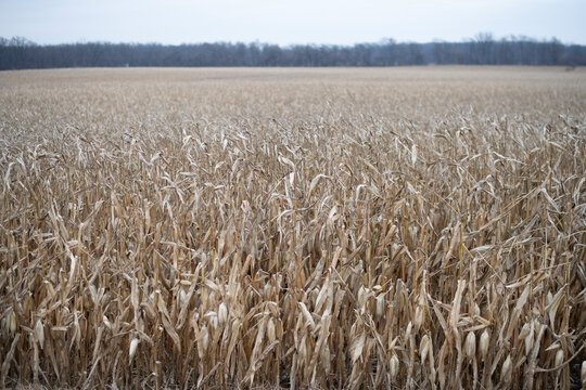 Dead brown crops extend to the treeline on the horizon