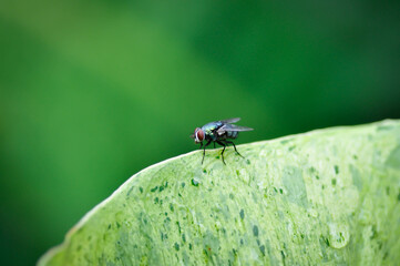 fly or bug on the leaf