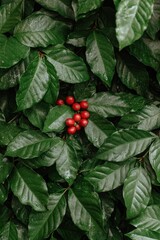 Close-up of ripe red coffee cherries on a coffee plant