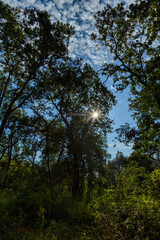 A dense forest landscape with towering trees and lush greenery, as golden sun rays filter through thick canopy, casting a warm glow on the forest floor. The clear blue sky peeks through the branches