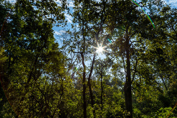 A dense forest landscape with towering trees and lush greenery, as golden sun rays filter through thick canopy, casting a warm glow on the forest floor. The clear blue sky peeks through the branches