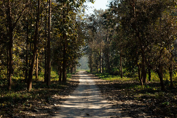 path in autumn forest of jim corbett national park