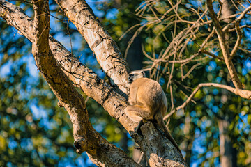 Fototapeta premium An Indian langur sits gracefully on a tree branch, bathed in soft sunlight filtering through the forest canopy, highlighting its natural beauty and calm demeanor in jim corbett, india