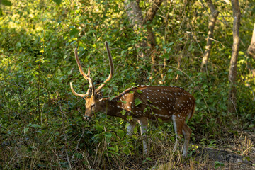 A spotted deer pauses in the dense forest of Jim Corbett, its delicate form blending with the shadows and light, a quiet reminder of nature's elegance in the heart of the wild.