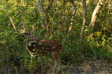 A spotted deer pauses in the dense forest of Jim Corbett, its delicate form blending with the shadows and light, a quiet reminder of nature's elegance in the heart of the wild.