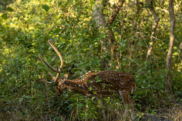 A spotted deer pauses in the dense forest of Jim Corbett, its delicate form blending with the shadows and light, a quiet reminder of nature's elegance in the heart of the wild.