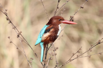 Kingfisher on  tree