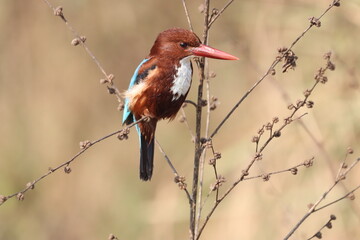Kingfisher on  tree