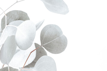 Closeup view of silver dollar eucalyptus branch in white light on white background with space for text