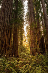 Sequoia trees in the Redwoods National Park in the golden evening sun